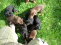 Doberman Puppies
