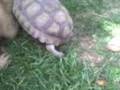 Tortuga vs Pit bull
