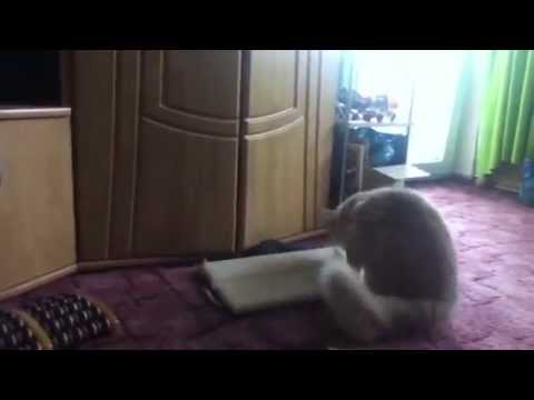 Kater - Der Kampf mit der Tierhaarbürste