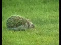 Pinnsvinet \"Hedgehog\" p� tur