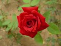9999 roses remake by noyz 9999 roses remake by noyz