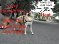 Dog Reporter Chapter 1