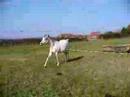 Shafai springen Shafai springen