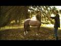 Satyrs & Centaurs
