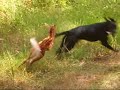 deer and dog