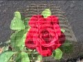 Next Time - original song - Barbara Ferrara