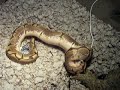 Spider Ball Python feeding