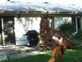 DINO DREAMS stop motion