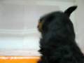 videos de Yorky Hembra STA REF:180