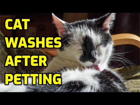 Why Do Cats Clean Themselves After You Touch Them?