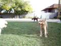 videos de 11/22/08 Stanton, Buddy and Kona