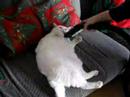 The cat likes it