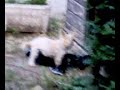Dog fuck a pillow