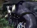 Clip Britney Spears Toxic