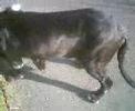 trevor the rescue dog neopolitan bulll mastiff 1 trevor the rescue dog neopolitan bulll mastiff 1