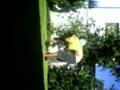 videos de Sacandose la remera.3GP