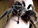 Brachypelma Albopilosa High Rez Close Up