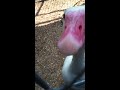 Click here to watch this video Angry Cotton Patch Goose honking