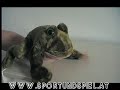 Folkmanis Frosch Handpuppe