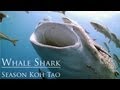 HD Underwater Video Footage - A Week of Diving with Whale Sharks @ Koh Tao, Thailand by Liquid Media