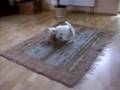 West highland white terrier