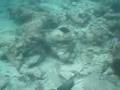 MyInternetBusiness Top Earner Stuart Ross Goes Snorkeling