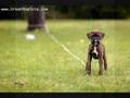 The Boxer