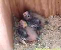 Baby cockatiel parrot