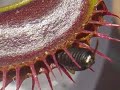 the ultimate carnivorous plants hunt