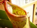 The Ultimate Carnivorous Plants Hunt