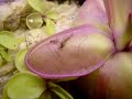 the ultimate carnivorous plants hunt