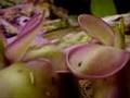 The Ultimate Carnivorous Plants Hunt