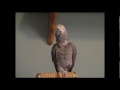 Use TigerBird's parrot training CD's along with his NEW DVD to teach your parrot to talk! Parrot training taught by a Parrot! What a concept! Just search for Tigerbird in the eBay search box and then look at my feedback! People and parrots alike LOVE HIM! Here are a few examples of recent feedback from Tiger's eBay site...02/07/08Awesome CD - Love Tigerbirds talking ability! hugs02/06/08It sounds real. And my neighbors bird loves hearing it through the walls. Get It01/22/08PERFECT!!! I don't know who loves this cd more, my african grey or me! good kisses!!!01/06/08Excellent! my A. Grey is in love w Tigerbird talks back to CD. Thanks a million.02/02/08Superb seller and terrific item. Great communication, speedy delivery. A++++++You might want to pick up the 2 CD package. Disk 1 has TigerBird teaching your bird to talk. See the eBay site for a list of the current phrases. More phrases are on the way...TigerBird will say something like 