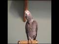 TigerBird New Hit Single African Grey Parrot best song talk