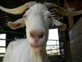 Farm Sanctuary Internship 2007