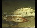 Scuba Diving At Night - A Different World