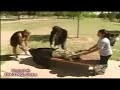 Mago Criss Angel (Mindfreak)_mitad d una mujer
