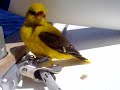 new friend on the holiday..a yellow tropical bird! new friend on the holiday..a yellow tropical bird!