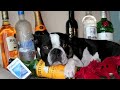 Boston Terrier depression