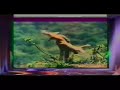 Exkixu - Amaiur