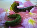 Caterpillar Lunchtime!
