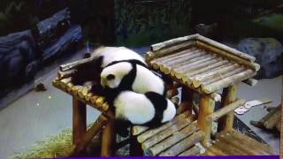 The Toronto Zoo