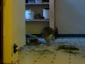 BIG Bunny Hop... Wait for it.... BIG Bunny Hop... Wait for it....