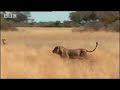 BBC: Swamp Cats - Stealing a Meal