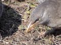 INDIAN BIRDS incl. Rubythroat, Red Billed Leothrix,Bulbuls etc, etc