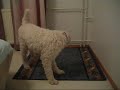 Lagotto