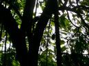 Tobago