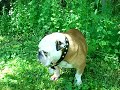 bulldog lump is stubborn bulldog lump is stubborn
