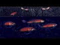 a film of a five plate colour etching being printed by mark millmore, with voice over a commentary. background music by andy sheppard.
http://www.eyelidproductions.co.uk/etching1.html