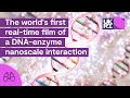 First ever real time film of DNA-enzyme interaction